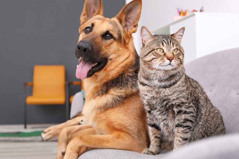 Dog and Cat Sitting